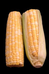 Two Ears of Corn Over Black